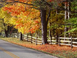 autumn-road